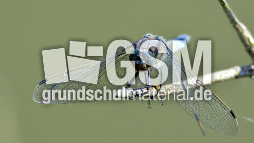 Blaugrüne Mosaikjungfer (11).jpg